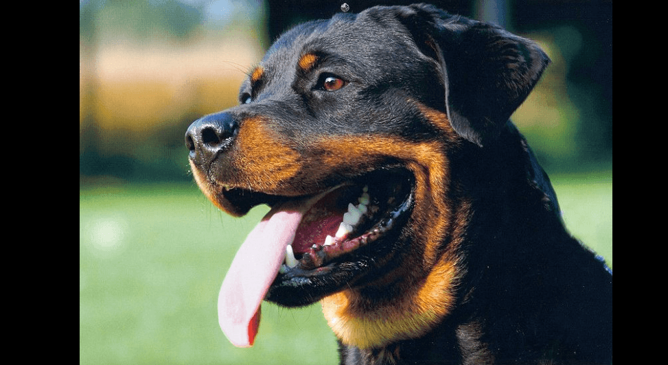O Rottweiler
